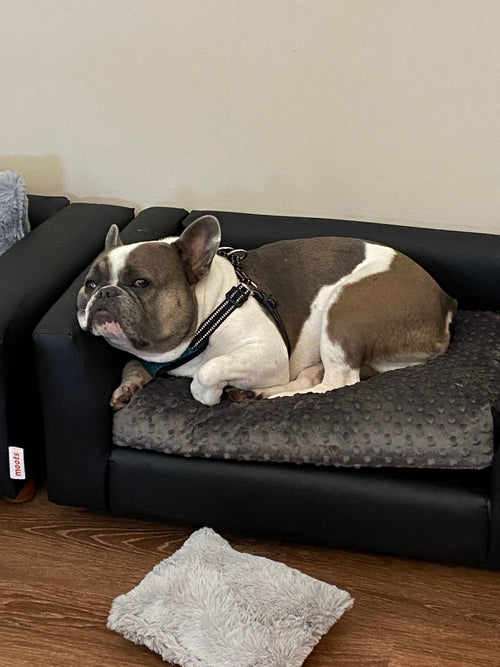 What You Need to Know About Canine Influenza (dog flu)