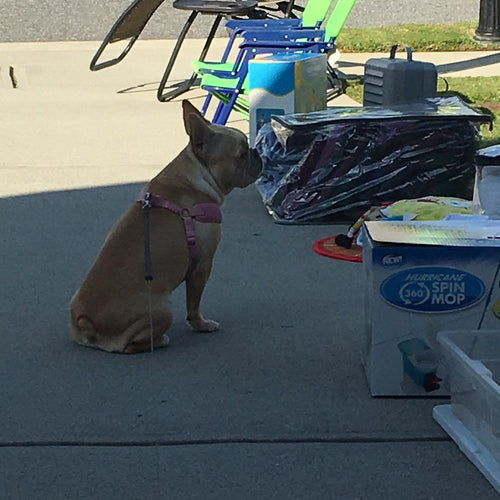 What You Need to Know About Canine Influenza