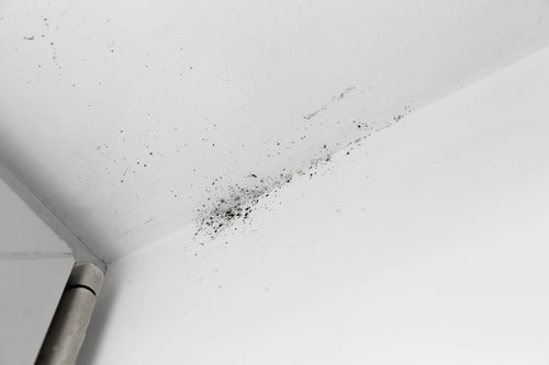 Black Mold and Your Health