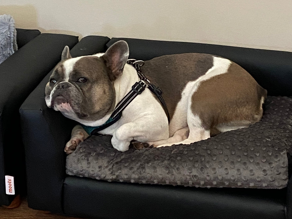 What You Need to Know About Canine Influenza (dog flu)