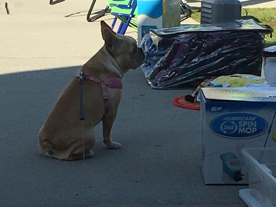 What You Need to Know About Canine Influenza