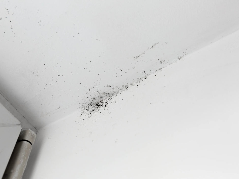 Black Mold and Your Health